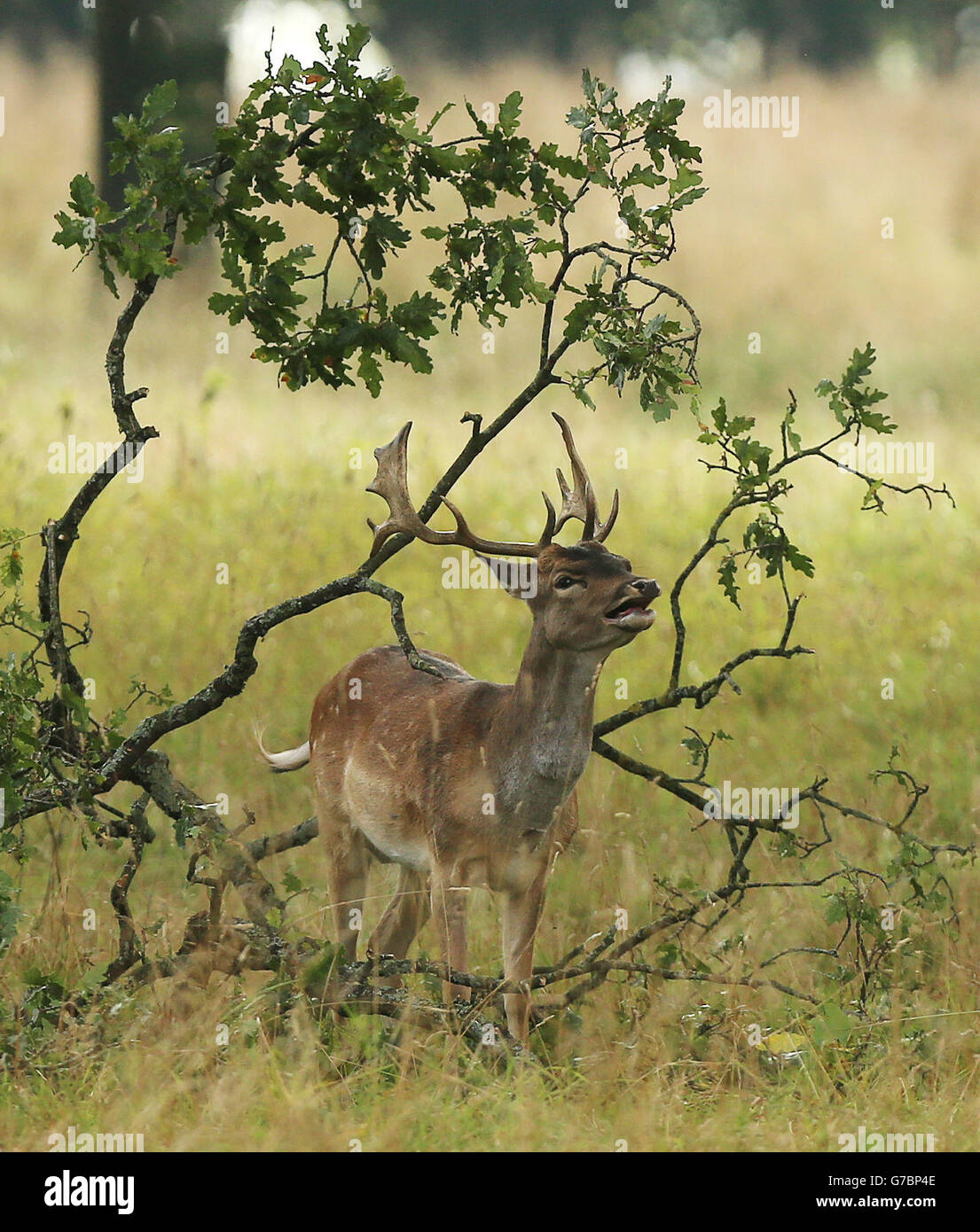 Saison du rut des cerfs irlande Banque de photographies et d’images à ...