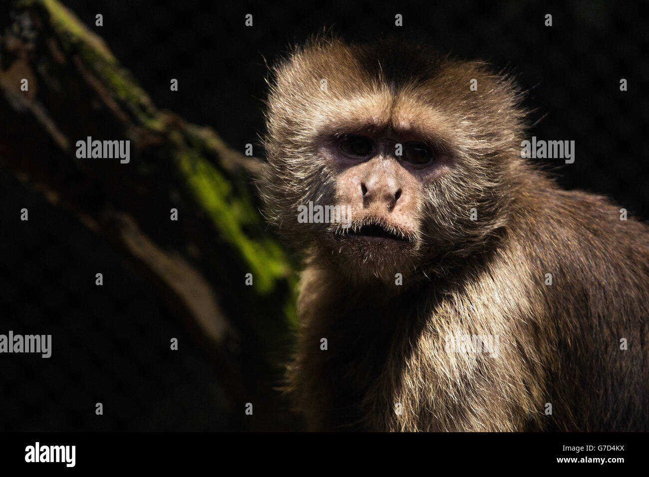 Macaque japonais (snow monkey) Banque D'Images