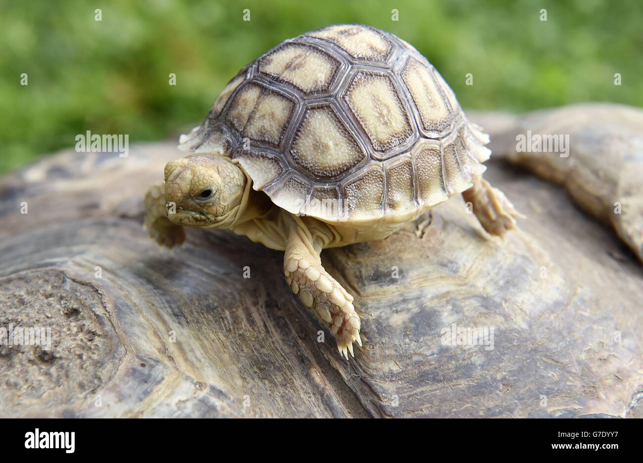 L'une des quatre tortues de bébé sulcatta de trois semaines, qui ont été nommées Donatello, Raphaël, Léonard et Michel-Ange, hante une promenade sur l'arrière de leur mère Margaret au parc sauvage du district du lac près de Keswick. Banque D'Images