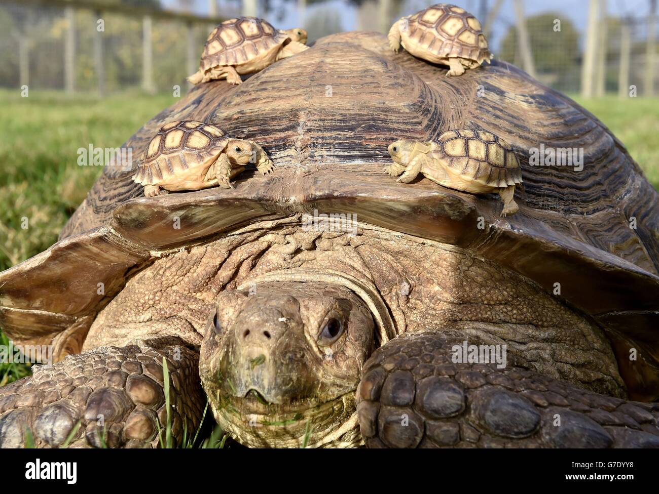 Les tortues de bébé sulcatta de trois semaines, qui ont été nommées Donatello, Raphael, Léonard de Vinci et Michel-Ange, ont un tour sur l'arrière de leur mère Margaret dans le parc sauvage de Lake District près de Keswick. Banque D'Images
