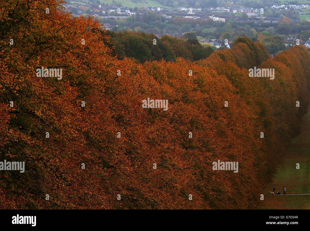 Les gens marchent leurs chiens sur le terrain de Stormont Estate, Belfast, pendant la saison d'automne. Banque D'Images