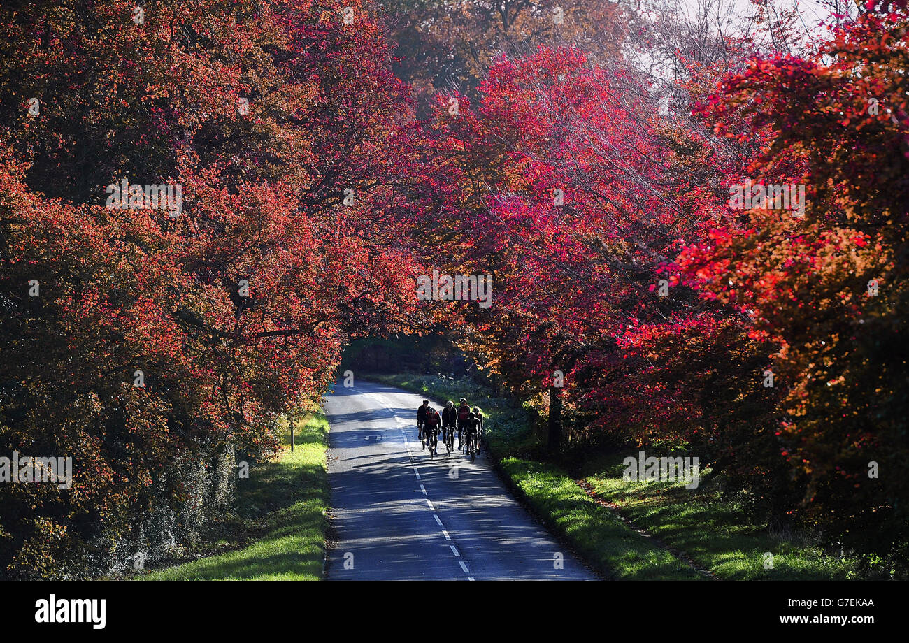 Un groupe de cyclistes traverse une avenue d'arbres automnaux près de York. Banque D'Images