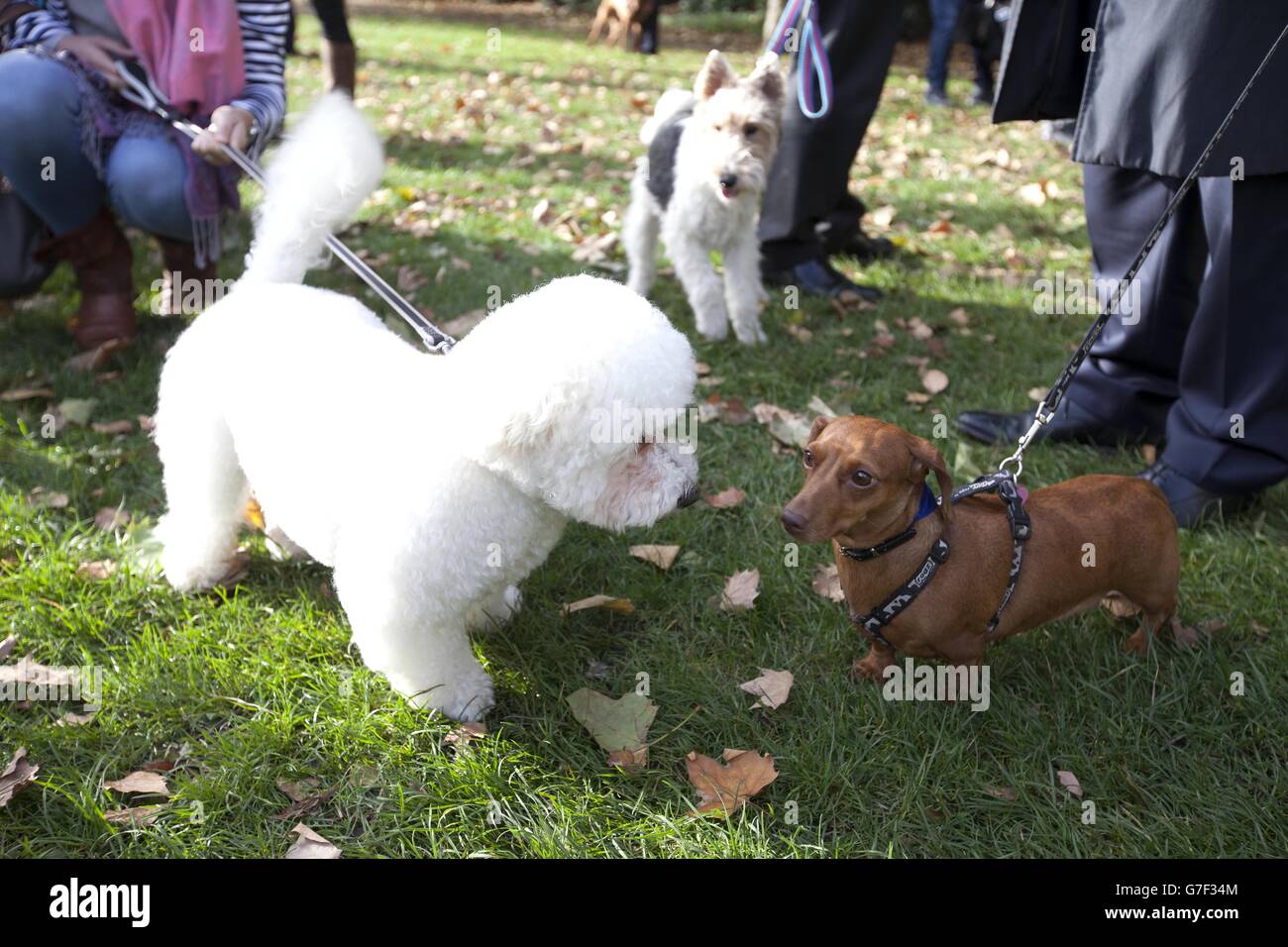 Le député de Surrey Heath, Michael Gove, Bichon Frise Snowy, rencontre le troisième lauréat Laurence Robertson, député de Tewkesbury's Dachshund Sausage, au concours de chiens de l'année de Westminster au Victoria Tower Gardens à Londres, organisé par le Dogs Trust et le Kennel Club. Banque D'Images