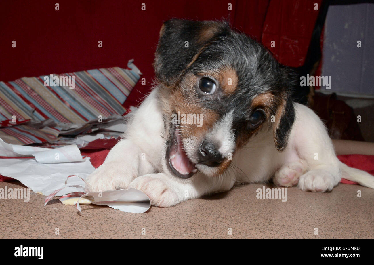 Un chiot Jack Russell joue dans l'emballage du papier à Battersea Dogs Home, Londres. Banque D'Images