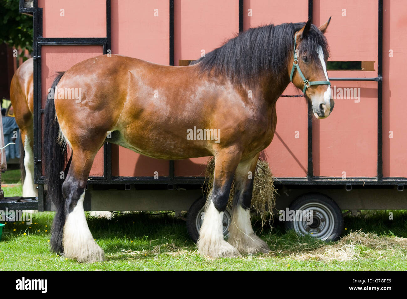 Shire Horse liée à un cheval fort Banque D'Images
