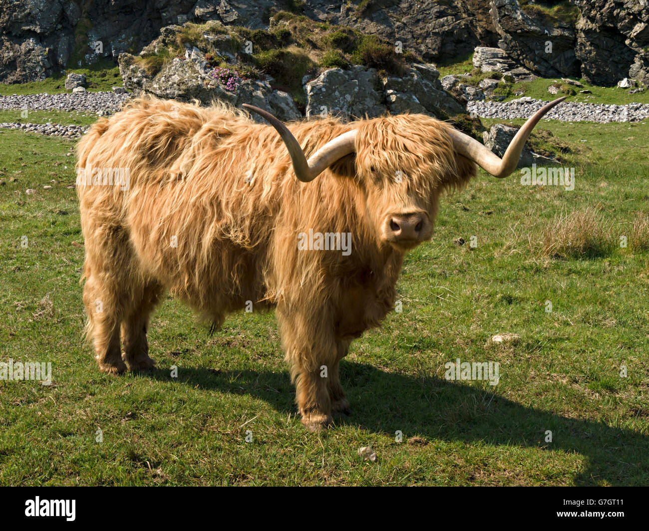 Scottish Highland cow, à l'île de Colonsay, Ecosse, Royaume-Uni. Banque D'Images