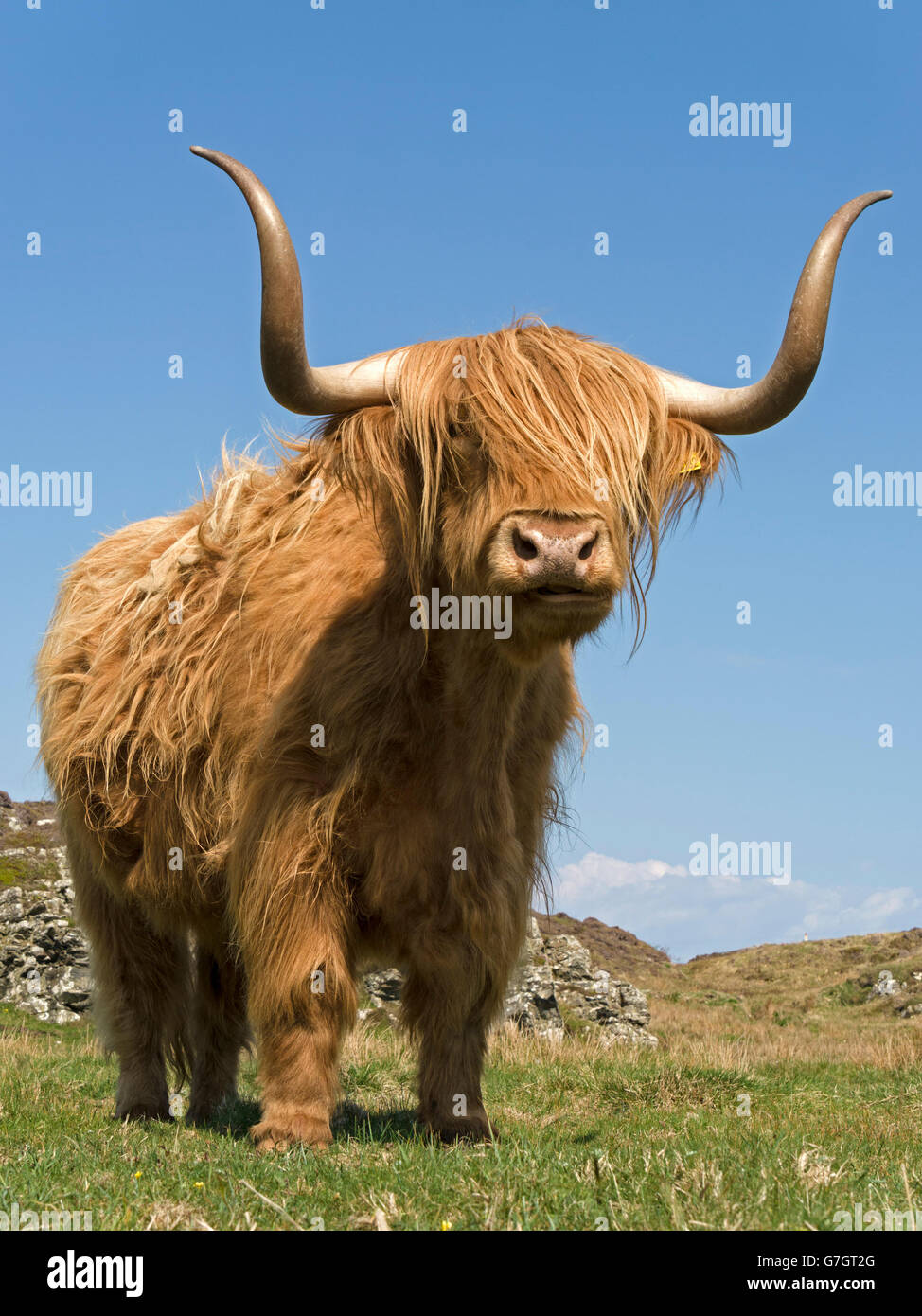 Scottish Highland cow, à l'île de Colonsay, Ecosse, Royaume-Uni. Banque D'Images