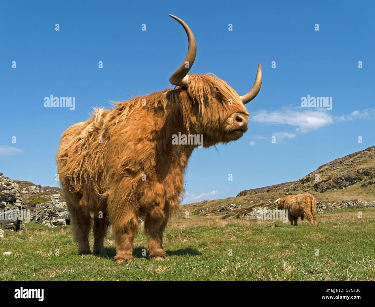 Scottish Highland cow, à l'île de Colonsay, Ecosse, Royaume-Uni. Banque D'Images
