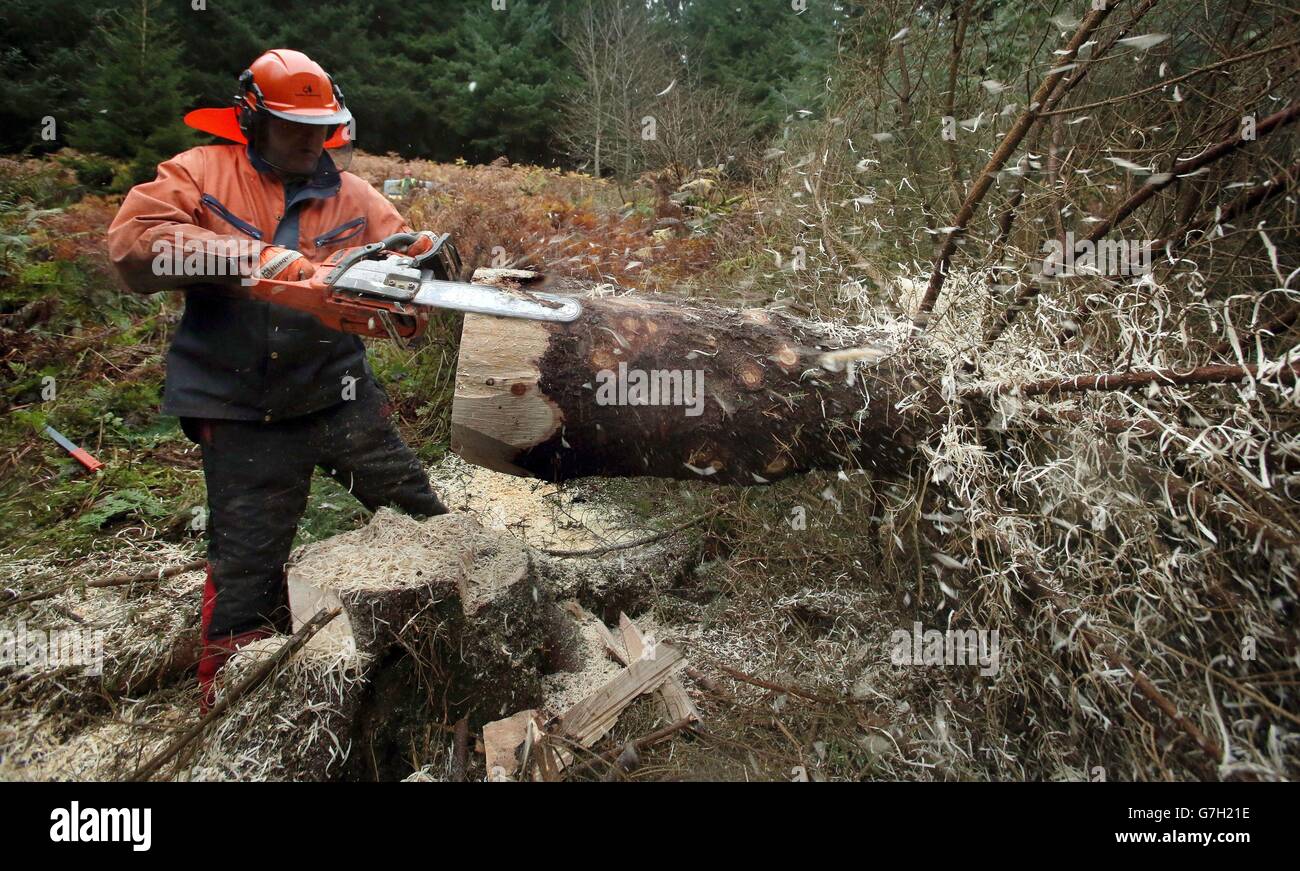 Les Rangers de la Forestry Commission Écosse commencent à travailler en coupant et en portant le premier de nombreux arbres à être mis en vente pour Noël à la forêt de Glentress, aux frontières écossaises. Banque D'Images