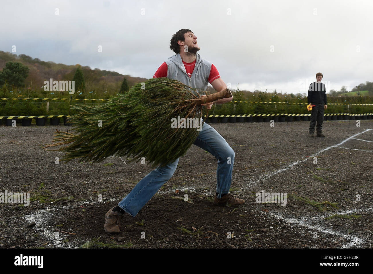 Owen Davis participe aux championnats britanniques de lancement d'arbres de Noël à Keele Christmas Tree Farm, près de Stoke-on-Trent, dans le Staffordshire. Banque D'Images