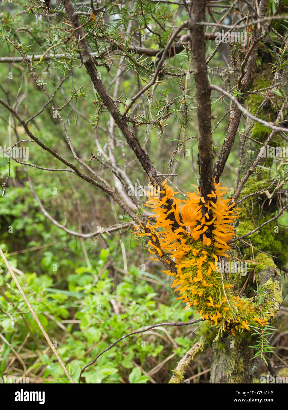 Gymnosporangium clavariiforme, un champignon de la rouille qui attaque le genévrier, orange vif coloré dans la forêt norvégienne Banque D'Images