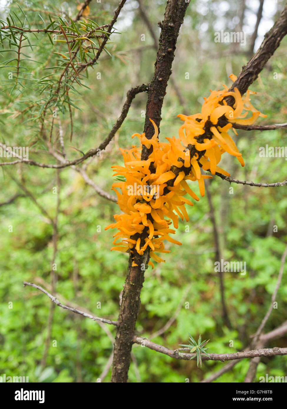 Gymnosporangium clavariiforme, un champignon de la rouille qui attaque le genévrier, orange vif coloré dans la forêt norvégienne Banque D'Images