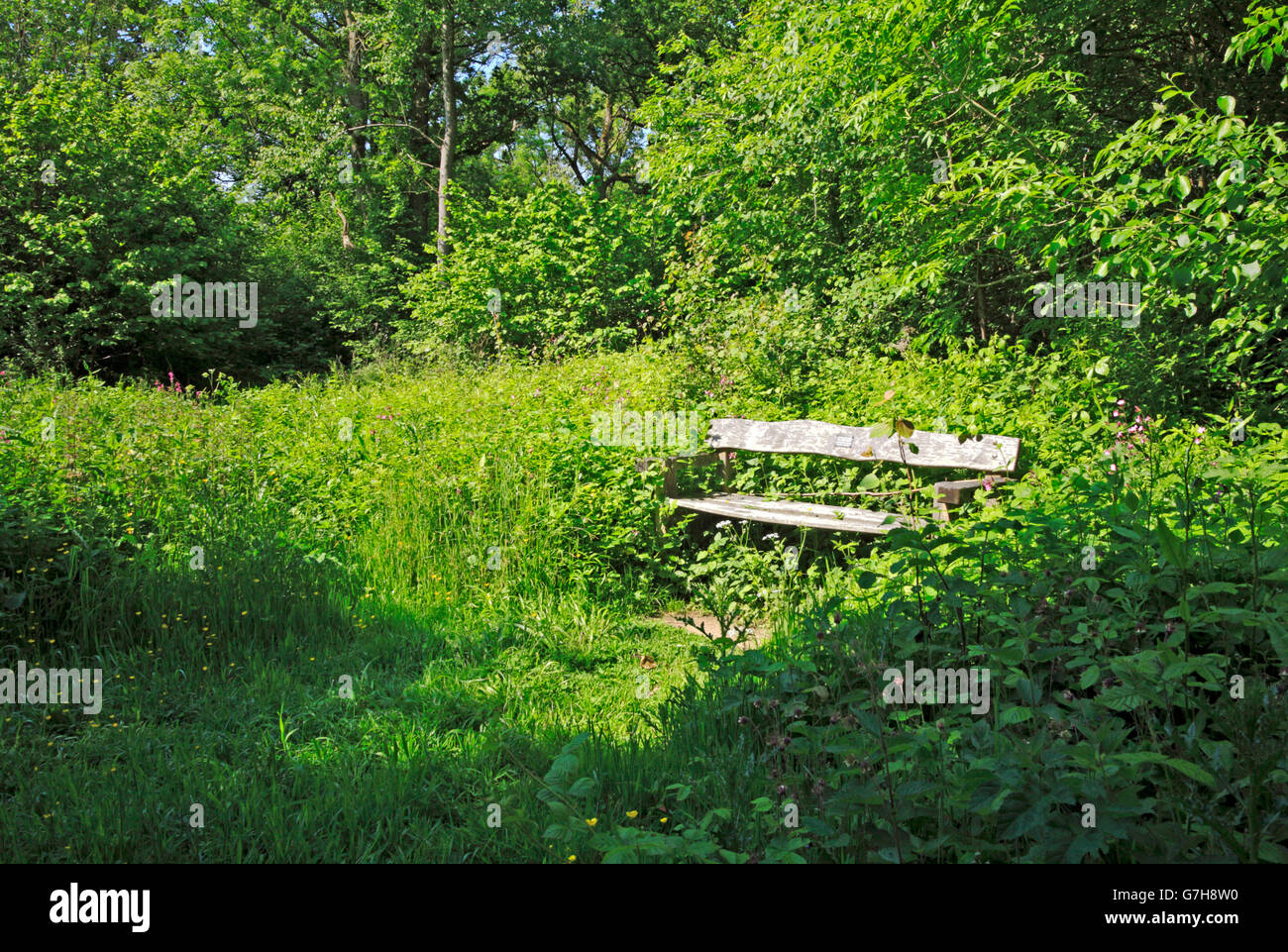 Une assise en bois par un sentier dans les forêts anciennes de Wayland Wood, près de Watton, Norfolk, Angleterre, Royaume-Uni. Banque D'Images