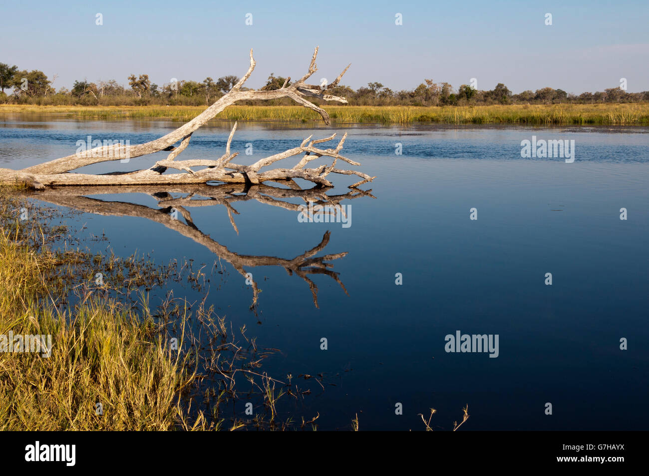 Canal Savute, Linyanti, Botswana, Africa Banque D'Images