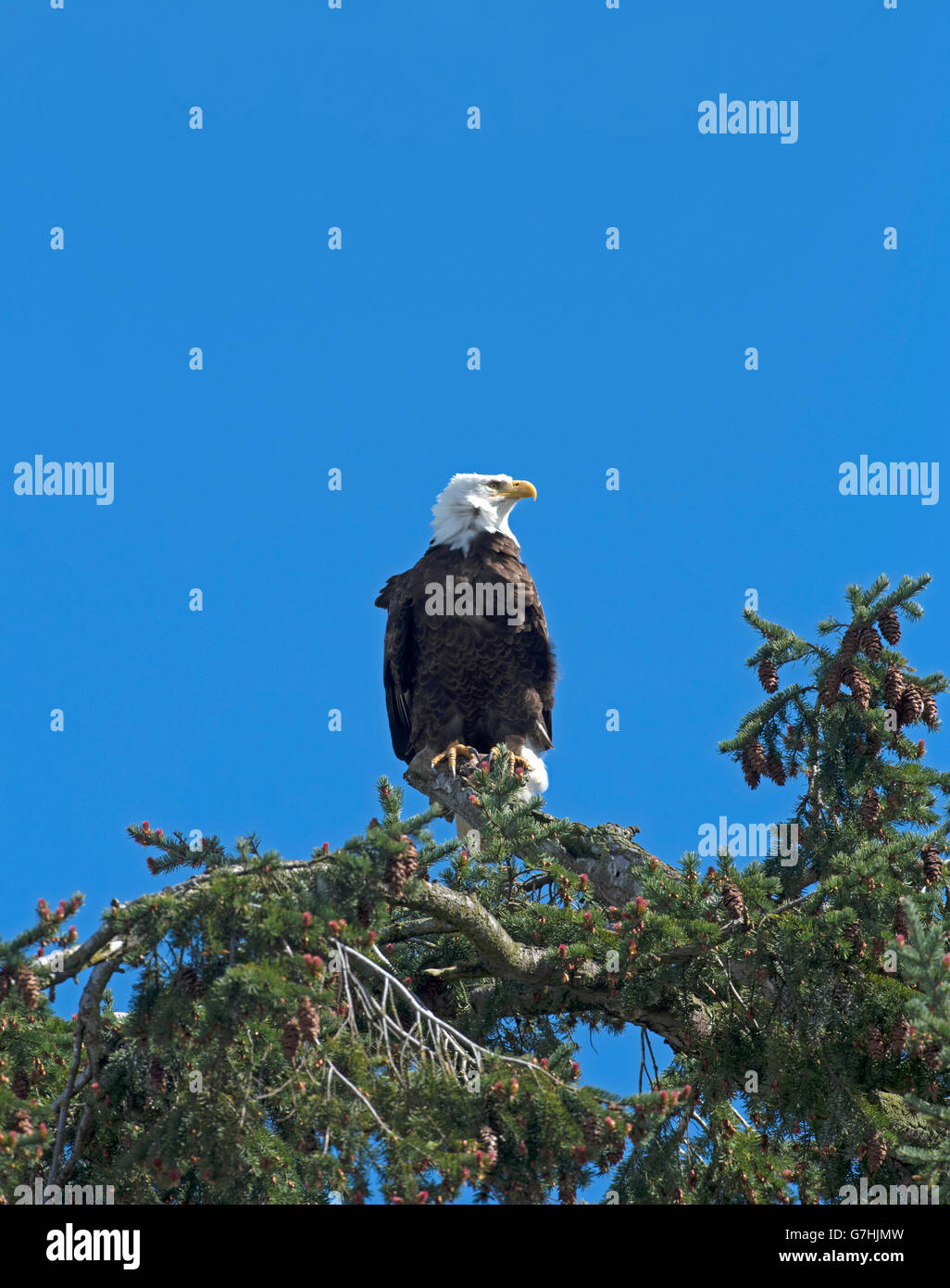 L'aigle chauve américain l'arpentage de ses environs à partir d'une point de vue sur la cime des arbres. 10 387 SCO. Banque D'Images