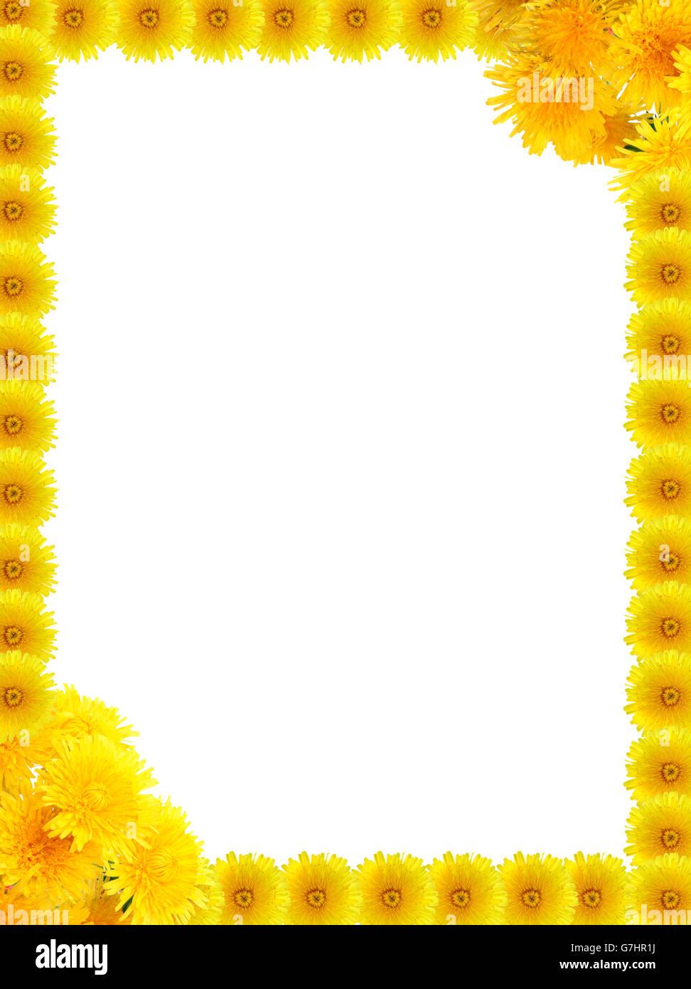 Beau cadre en fleurs de pissenlit jaune sur fond blanc Banque D'Images