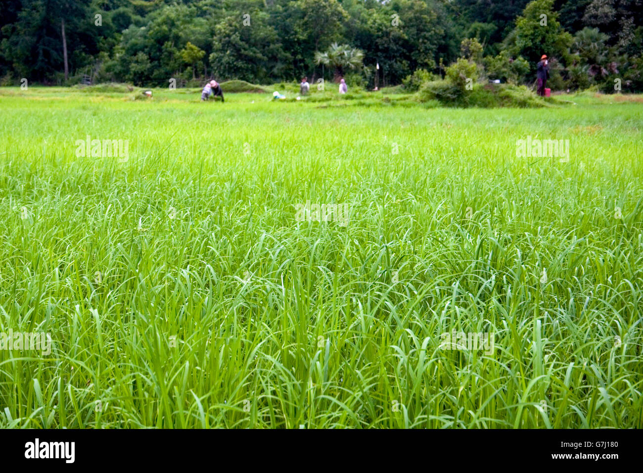 Les producteurs de riz sont travaillant dans un champ de riz à Chork, village au Cambodge. Banque D'Images