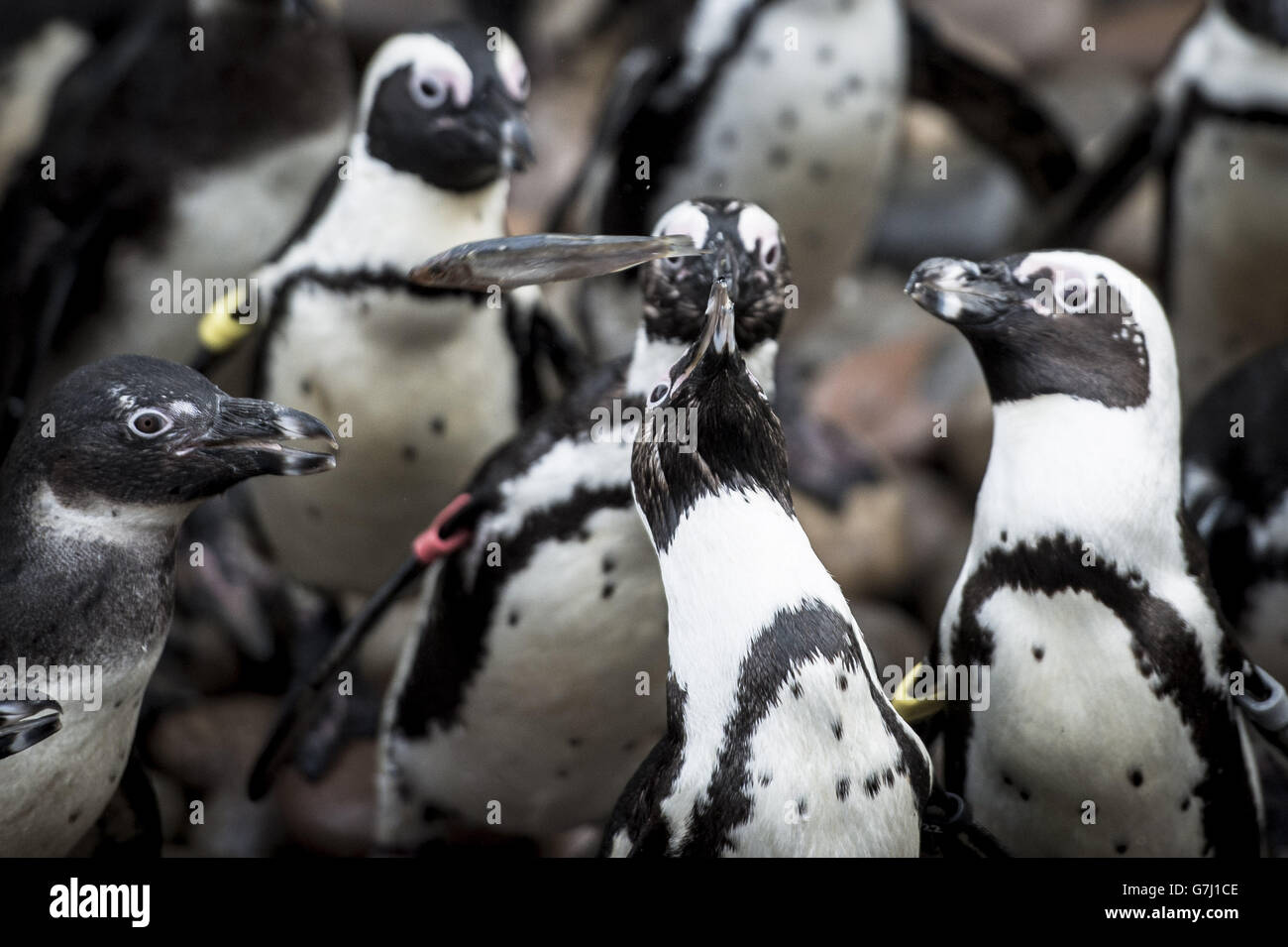 Les pingouins s'écrasent pour les poissons tandis qu'ils sont nourris de gourmandises tout en étant comptés au zoo de Bristol dans le cadre du recensement annuel des jardins zoologiques de Bristol, Bristol. Banque D'Images