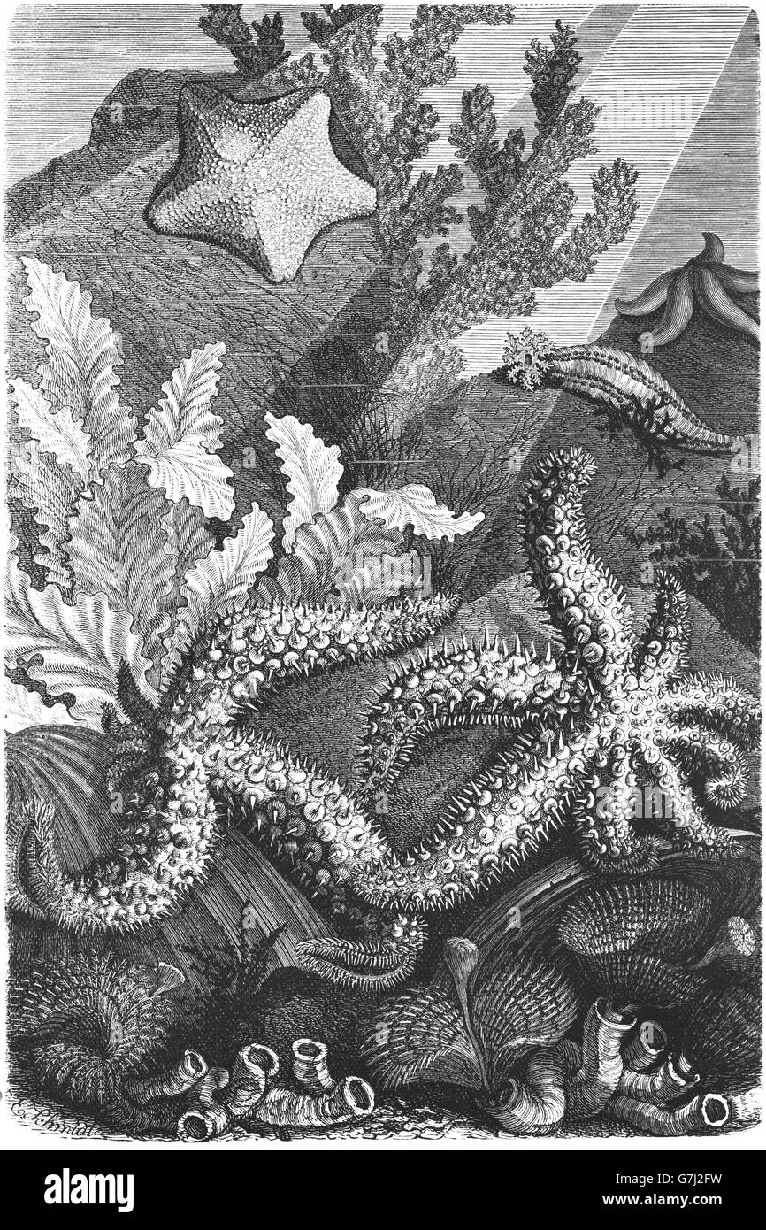 Echinaster sepositus Méditerranée, mer rouge, étoile de l'illustration du livre 1904 Banque D'Images
