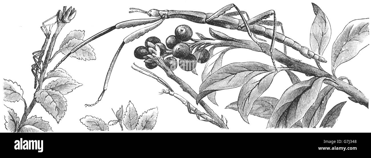 Bacillus rossius, phasme, illustration de livre en date du 1904 Banque D'Images