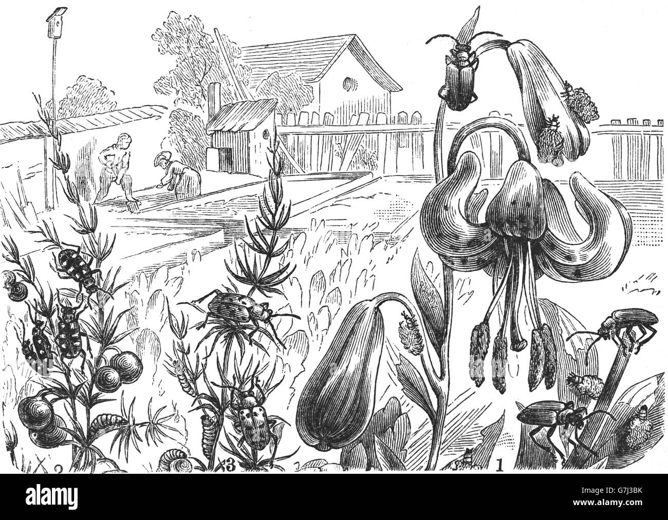 Les coléoptères dans le jardin, Lilioceris merdigera, asperges commune beetle, Helicoverpa armigera, repéré les asperges Beetle, Helicoverpa du Banque D'Images