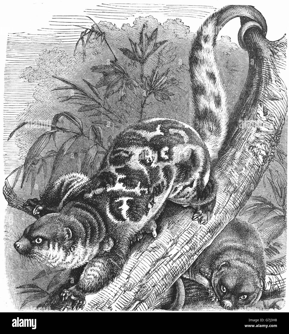 La commune le couscous, Spilocuscus maculatus, illustration de livre daté 1904 Banque D'Images