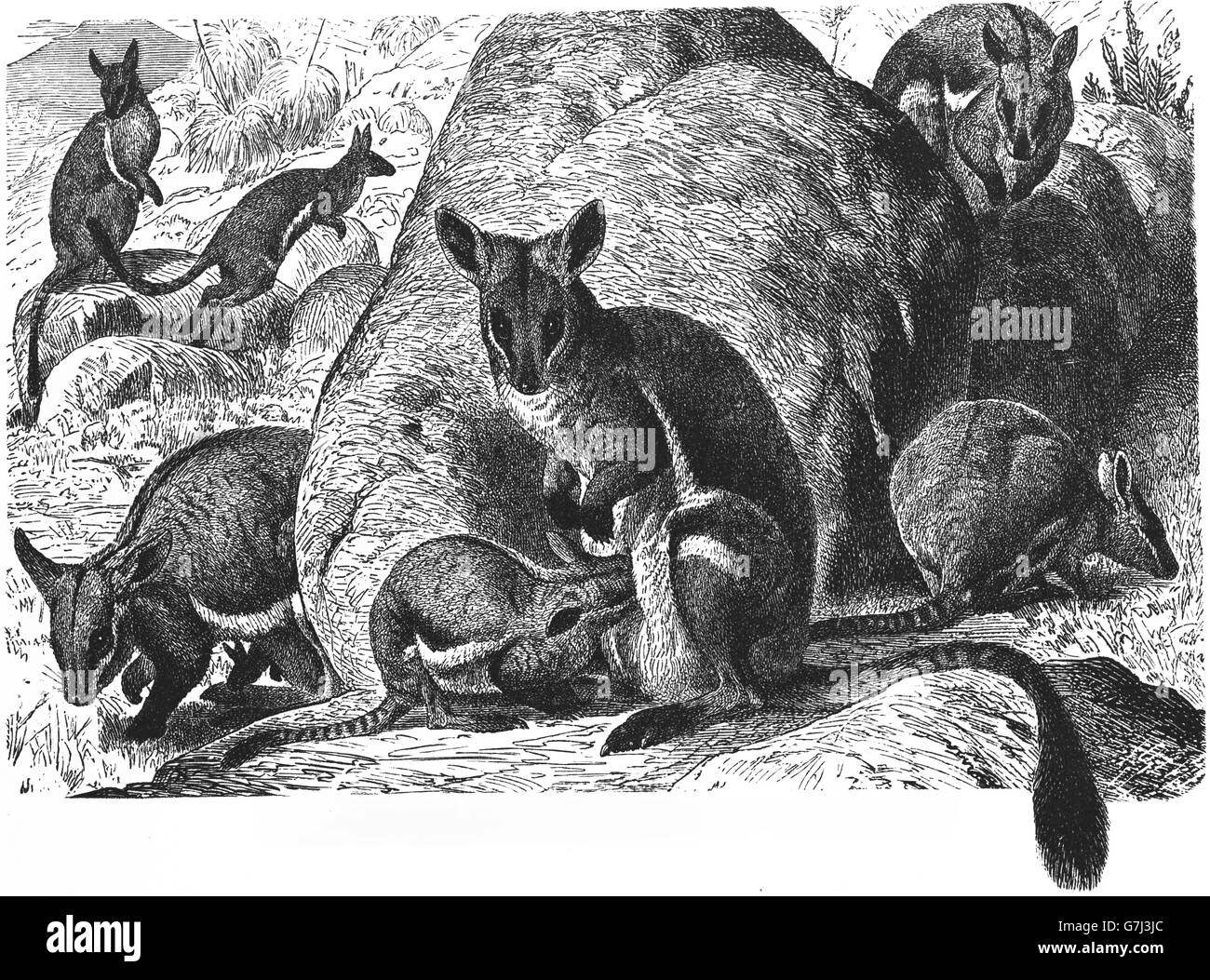 Yellow-footed rock wallaby, Petrogale xanthopus-, Macropodidae, illustration de livre daté 1904 Banque D'Images