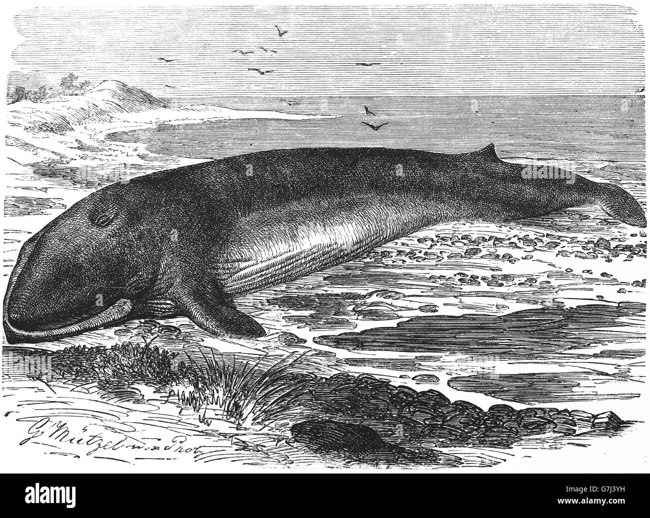 Rorqual à bosse, Megaptera novaeangliae, baleine, illustration de livre daté 1904 Banque D'Images