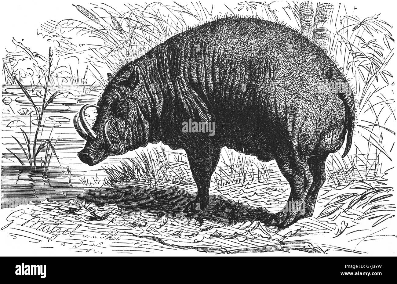 Là Babirusa, cochon-deer, Babyrousa, suidés, illustration de livre daté 1904 Banque D'Images