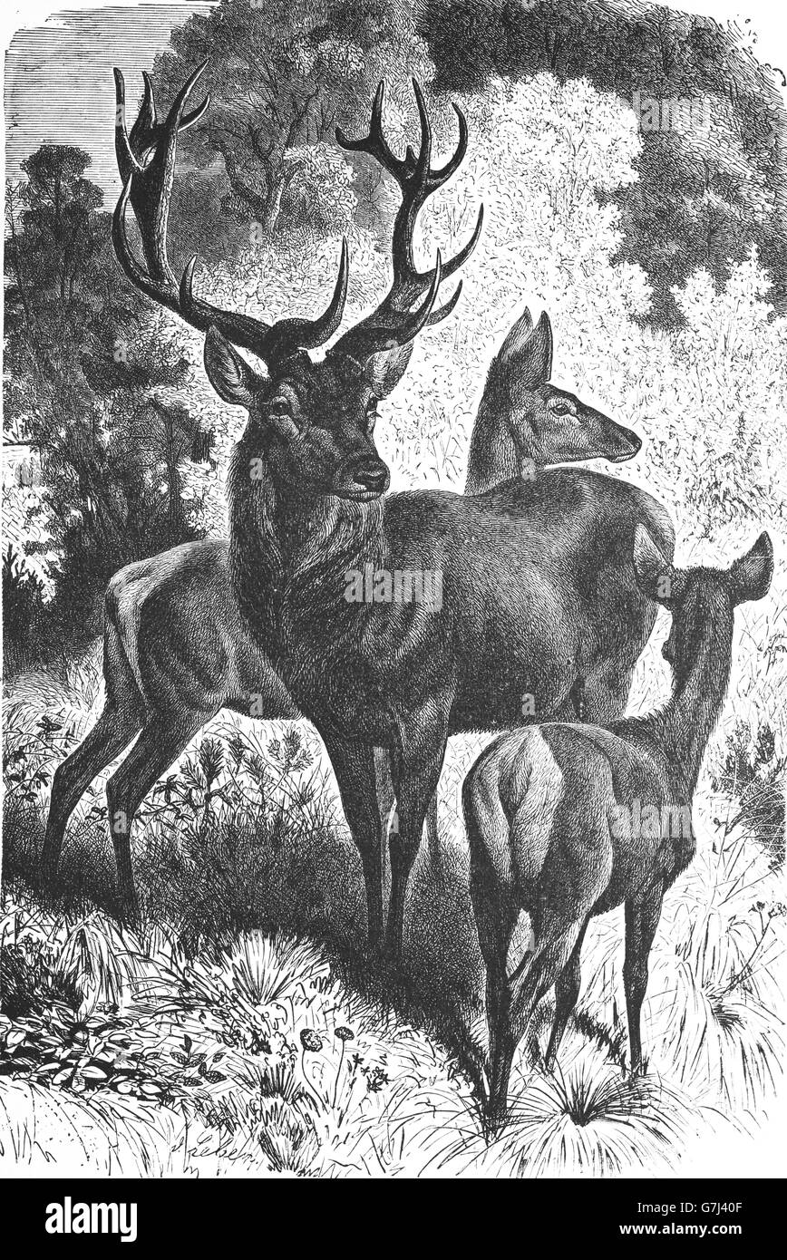 Red Deer (Cervus elaphus, illustration de livre daté 1904 Banque D'Images
