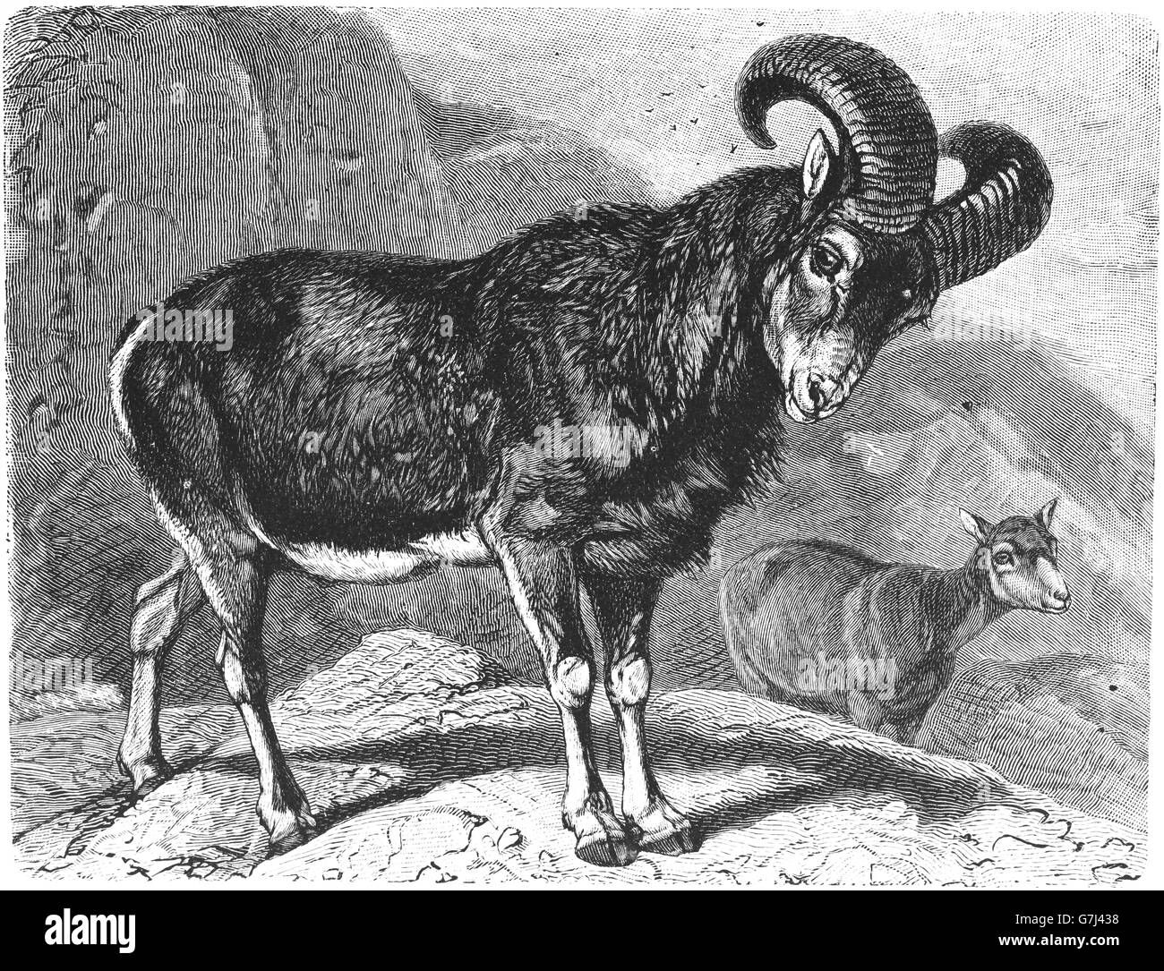Mouflons, Ovis orientalis, moutons sauvages, illustration de livre daté 1904 Banque D'Images