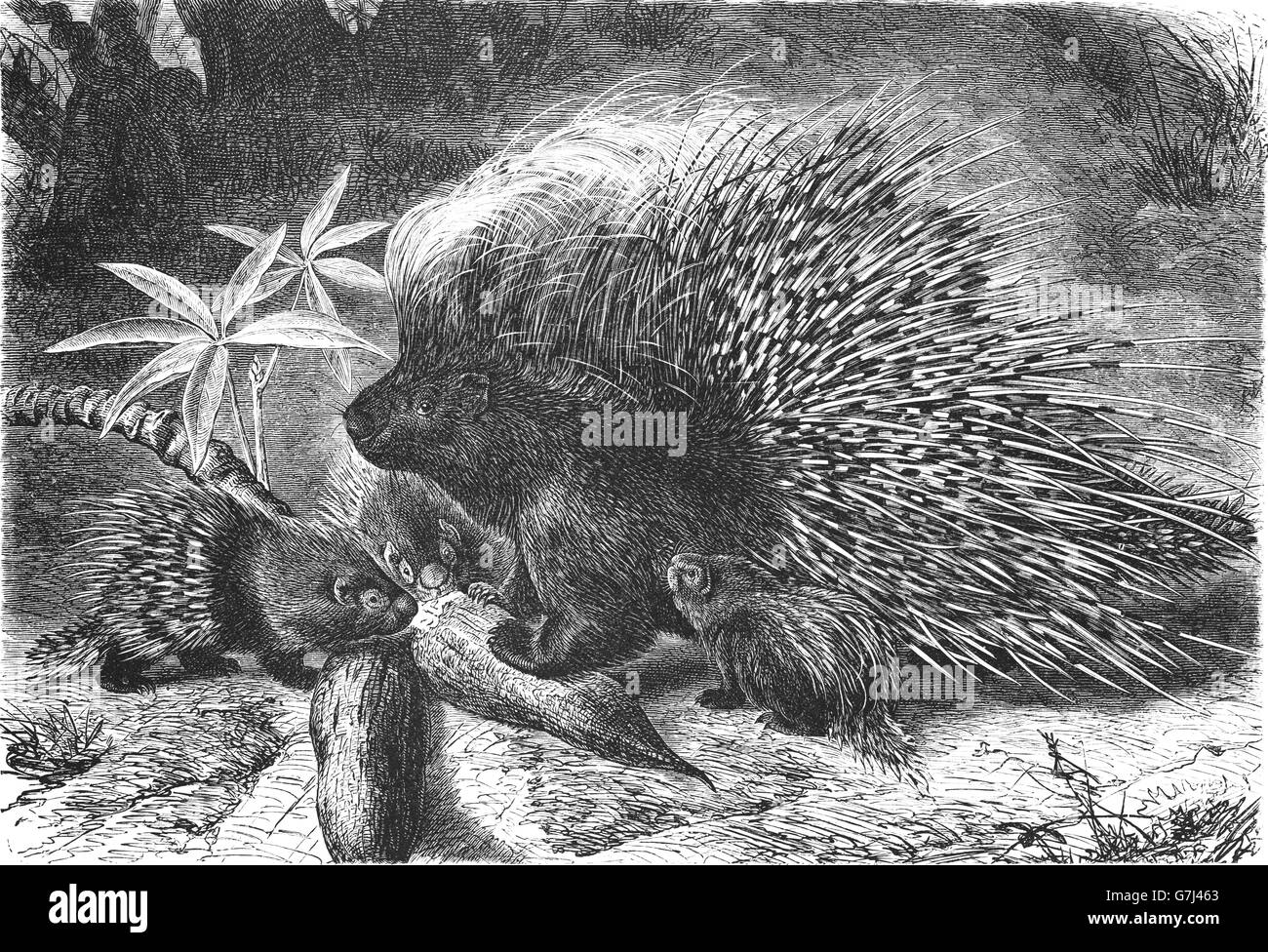Сrested, porc-épic Hystrix cristata, illustration de livre daté 1904 Banque D'Images