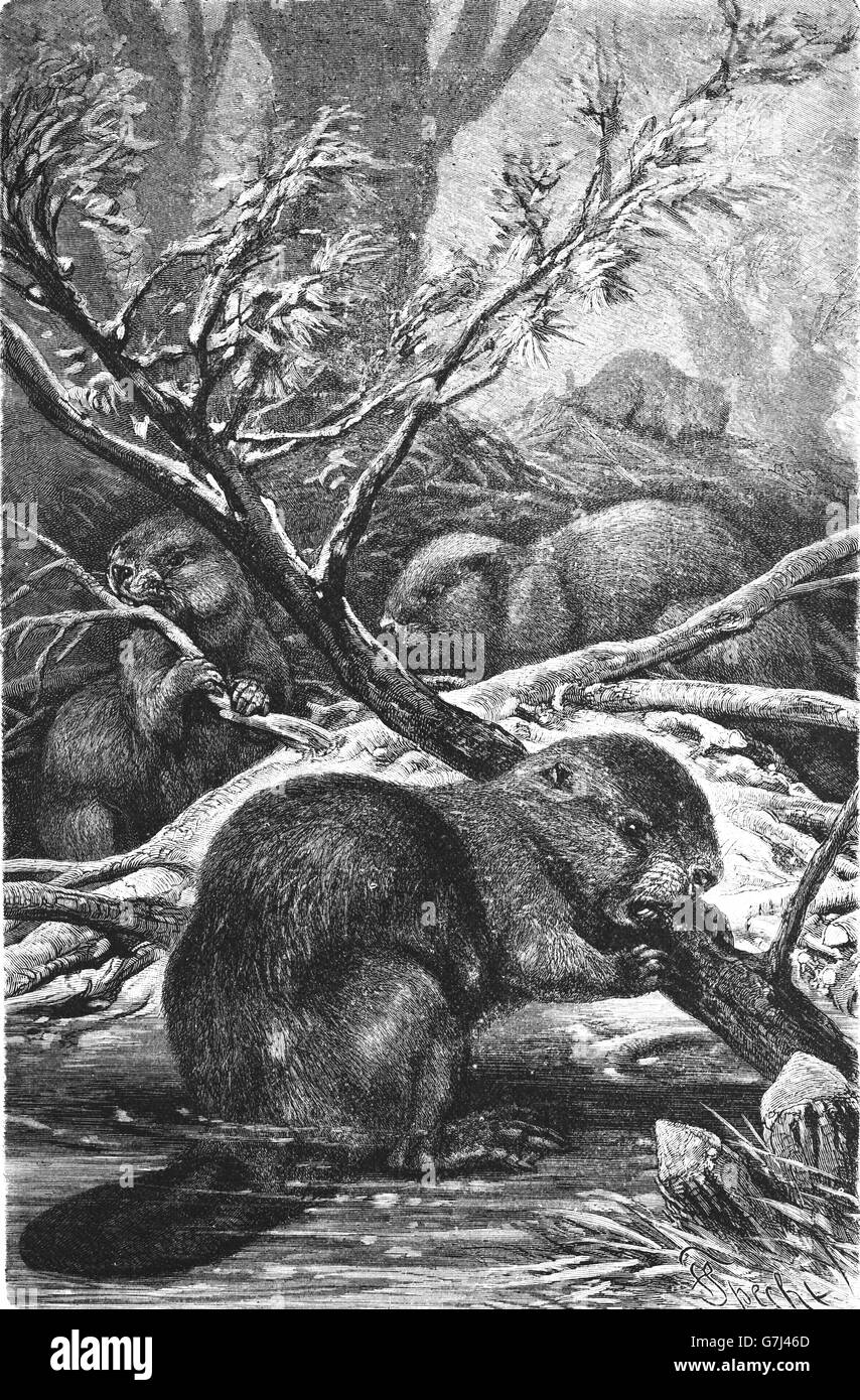 Le castor d'Europe, Castor fiber, illustration de livre daté 1904 Banque D'Images