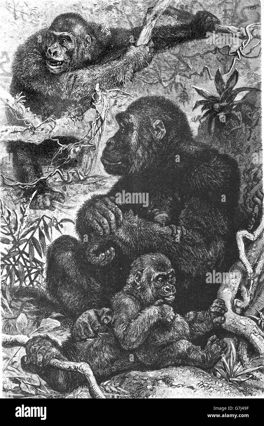 Gorille de l'Ouest, Gorilla gorilla, ape, Hominidés, illustration de livre daté 1904 Banque D'Images