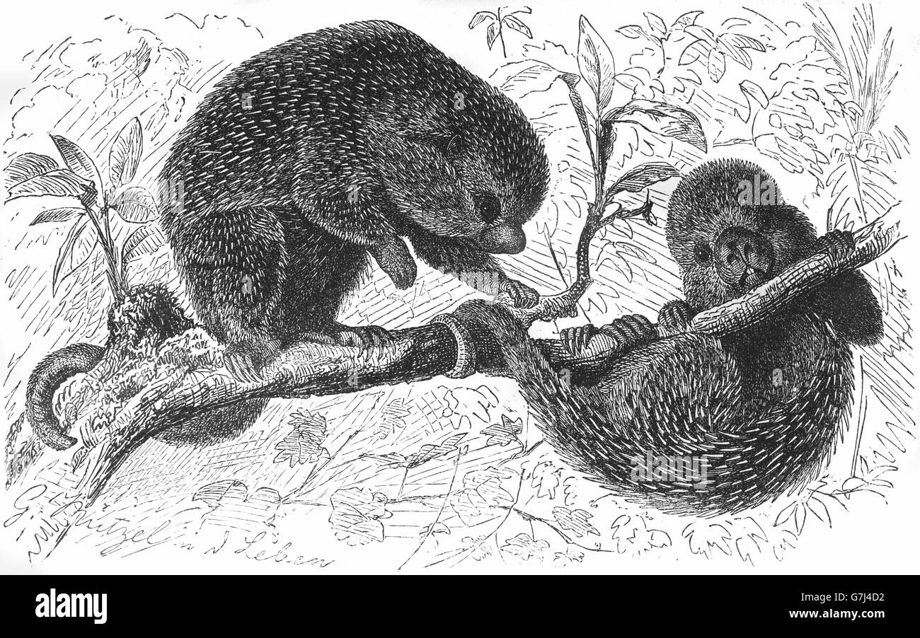 Coendou prehensilis brésilien, Porcupine, illustration de livre daté 1904 Banque D'Images