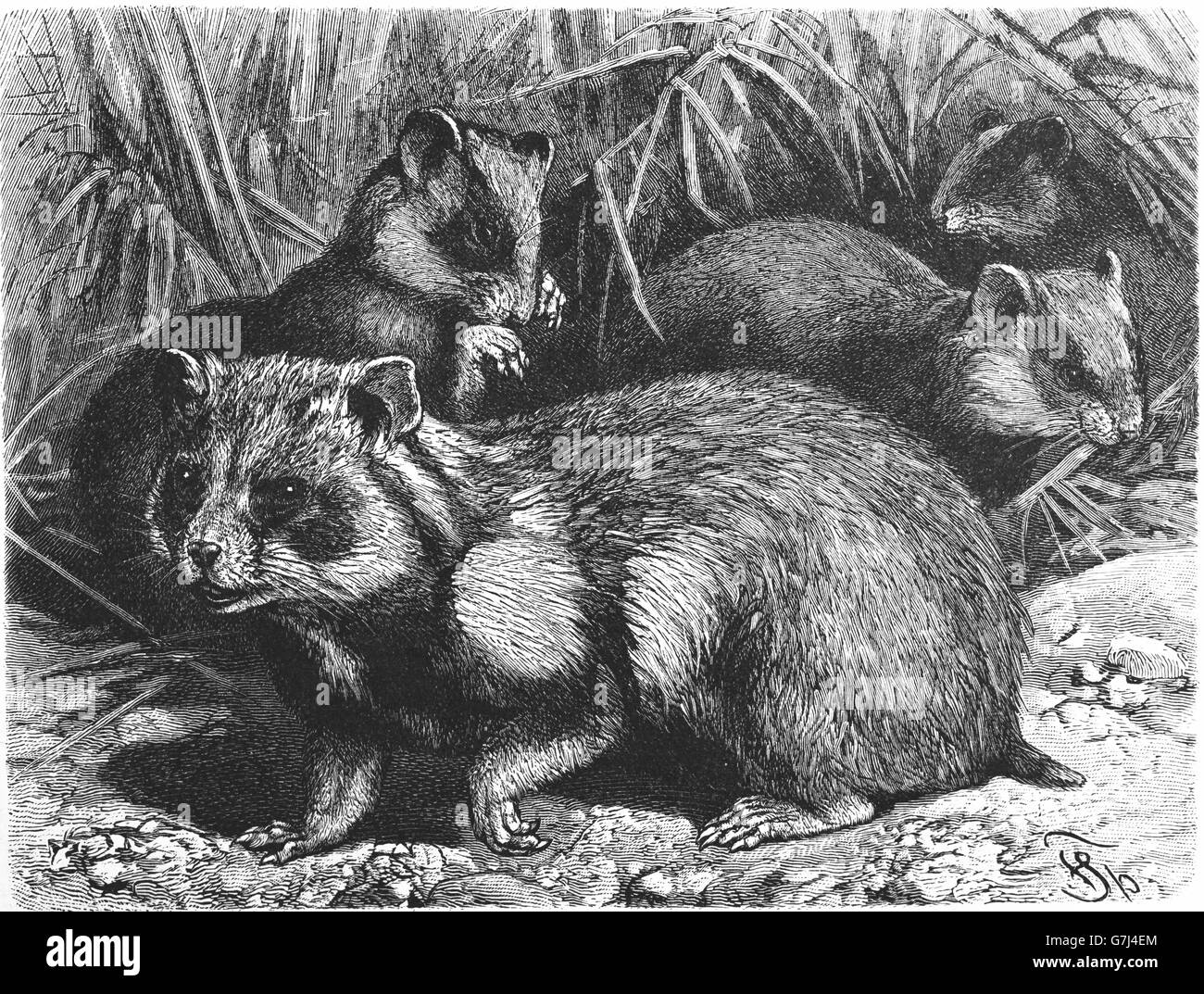 Grand hamster, Cricetus cricetus, illustration de livre daté 1904 Banque D'Images