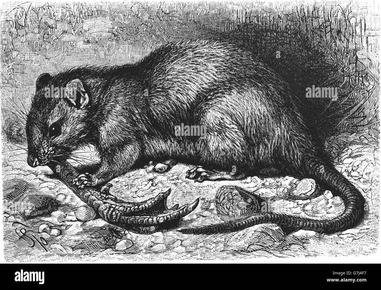 Brown rat surmulot, Rattus norvegicus, illustration de livre daté 1904 Banque D'Images