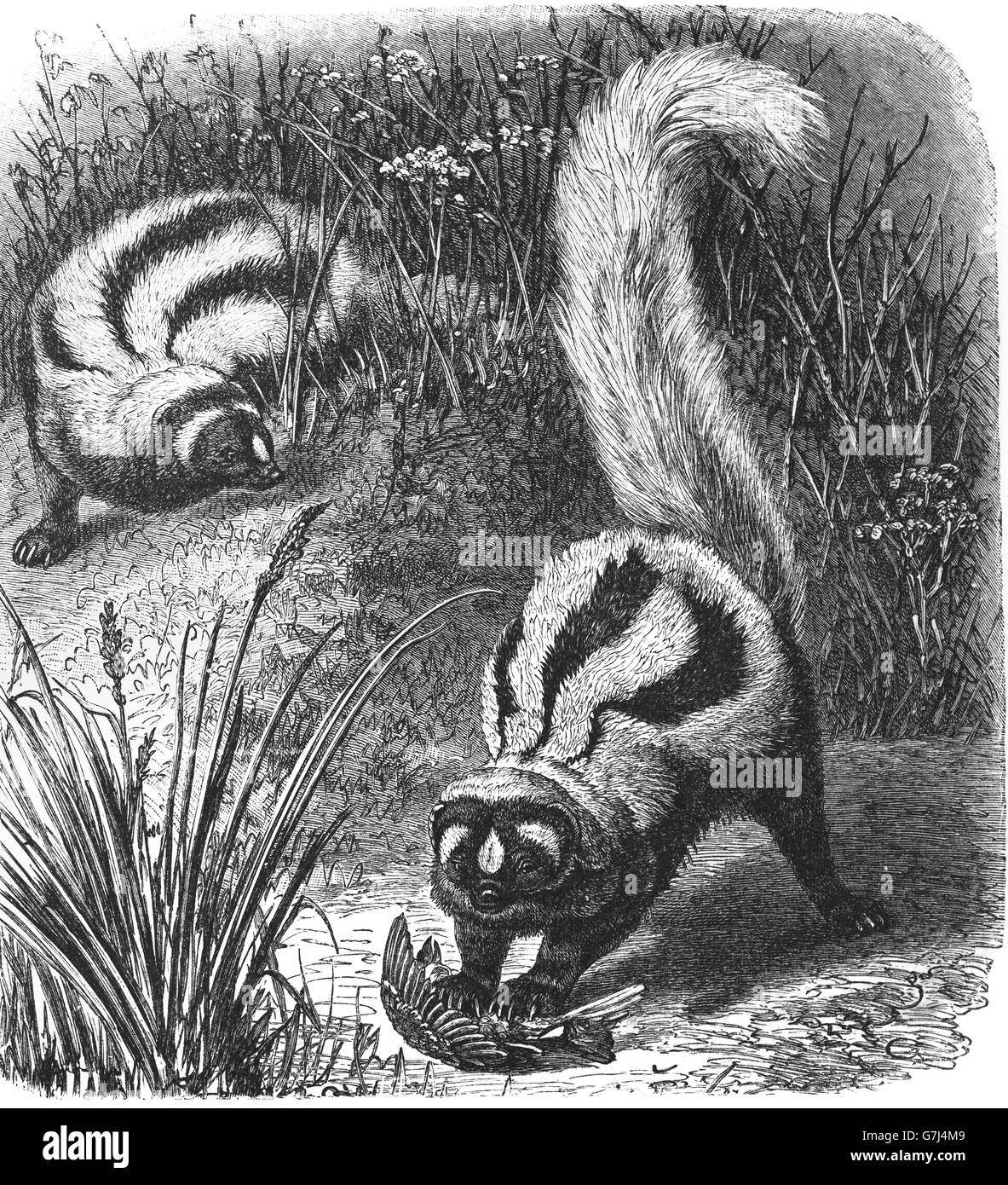 Putois rayé, Ictonyx striatus, zorilla, illustration de livre daté 1904 Banque D'Images