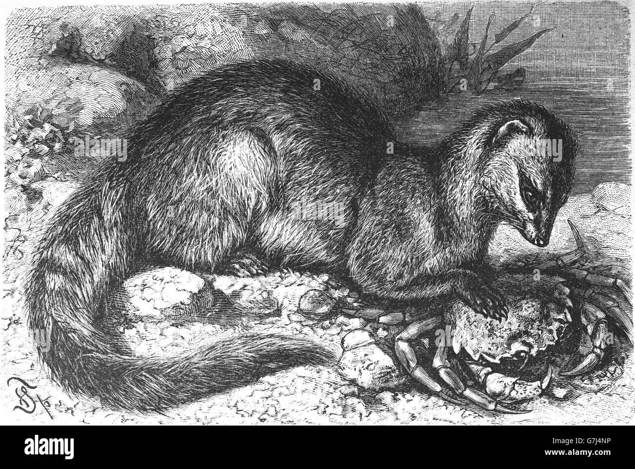 Manger du crabe, la mangouste Herpestes urva, illustration de livre daté 1904 Banque D'Images