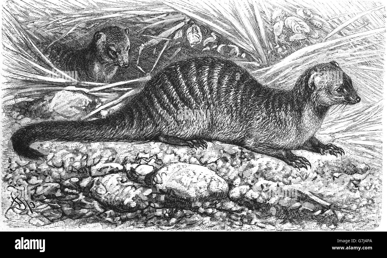 Mongoose, bagués Mungos mungo, Herpestidae, illustration de livre daté 1904 Banque D'Images