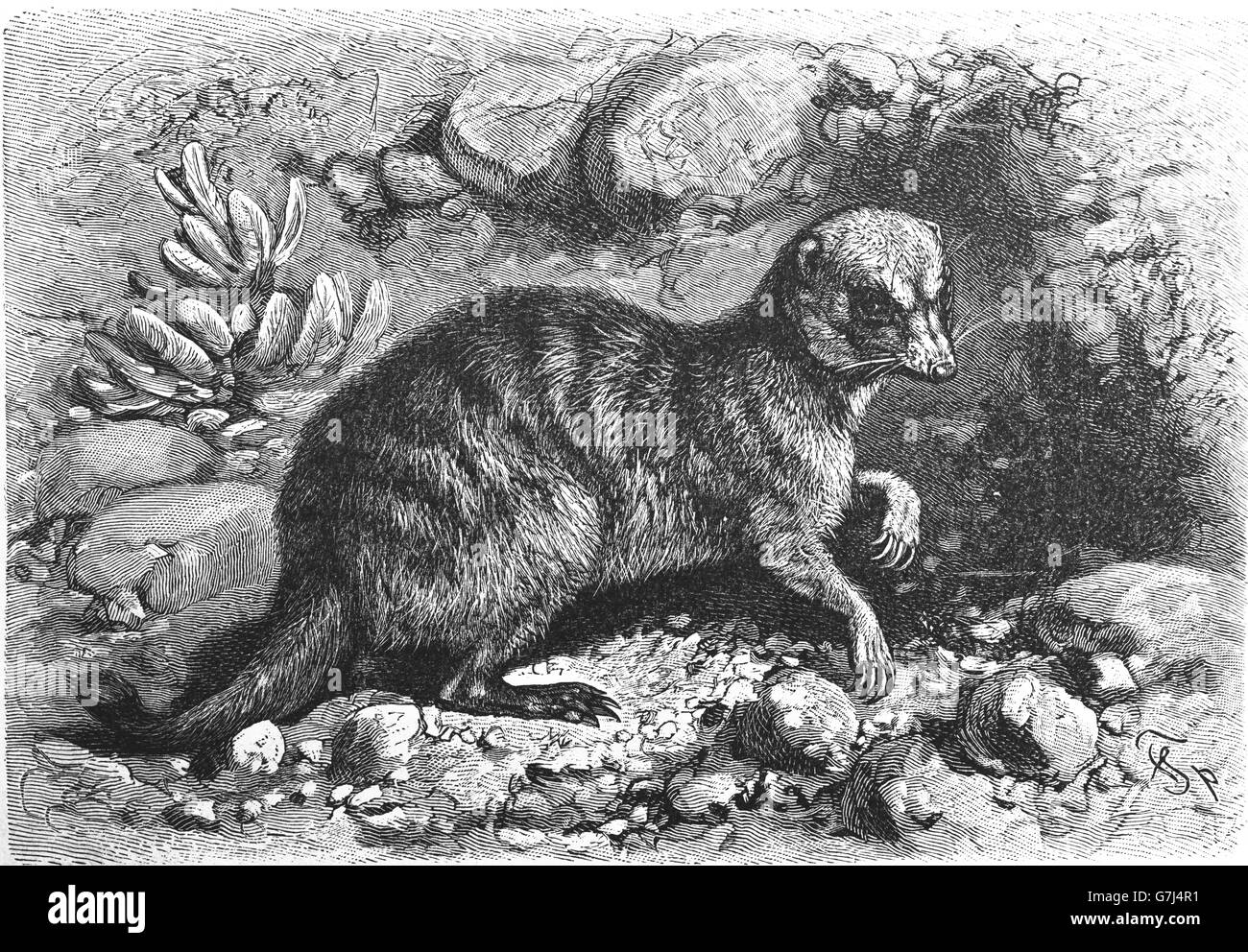 Meerkat, suricate, Lynx lynx, illustration de livre daté 1904 Banque D'Images