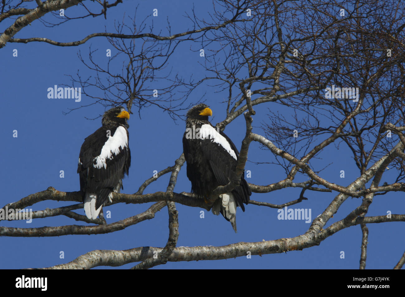 Paire d'aigles de mer de Steller in tree Banque D'Images
