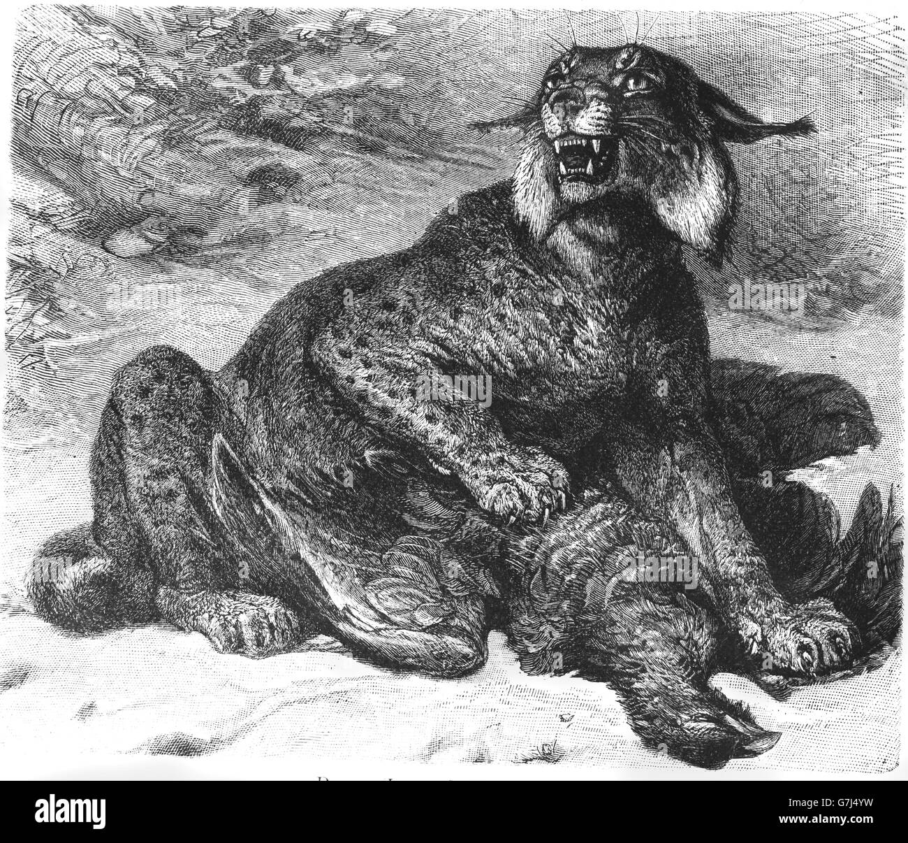 Le lynx d'Eurasie, Lynx lynx, félidés, Felinae, illustration de livre en date du 1904 Banque D'Images