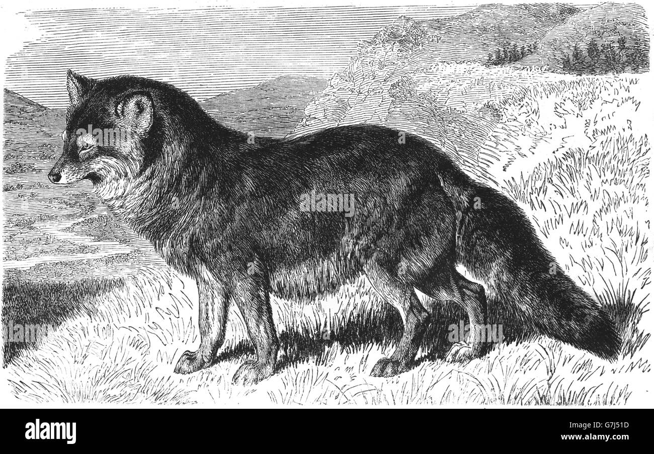 Le Coyote, Canis latrans, Canidae, Caninae, illustration de livre daté 1904 Banque D'Images