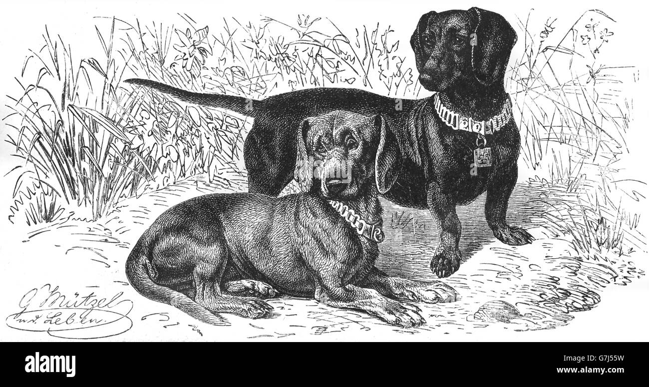 Race de chien teckel, Taksis wiener, chien, chien saucisse, illustration de livre daté 1904 Banque D'Images