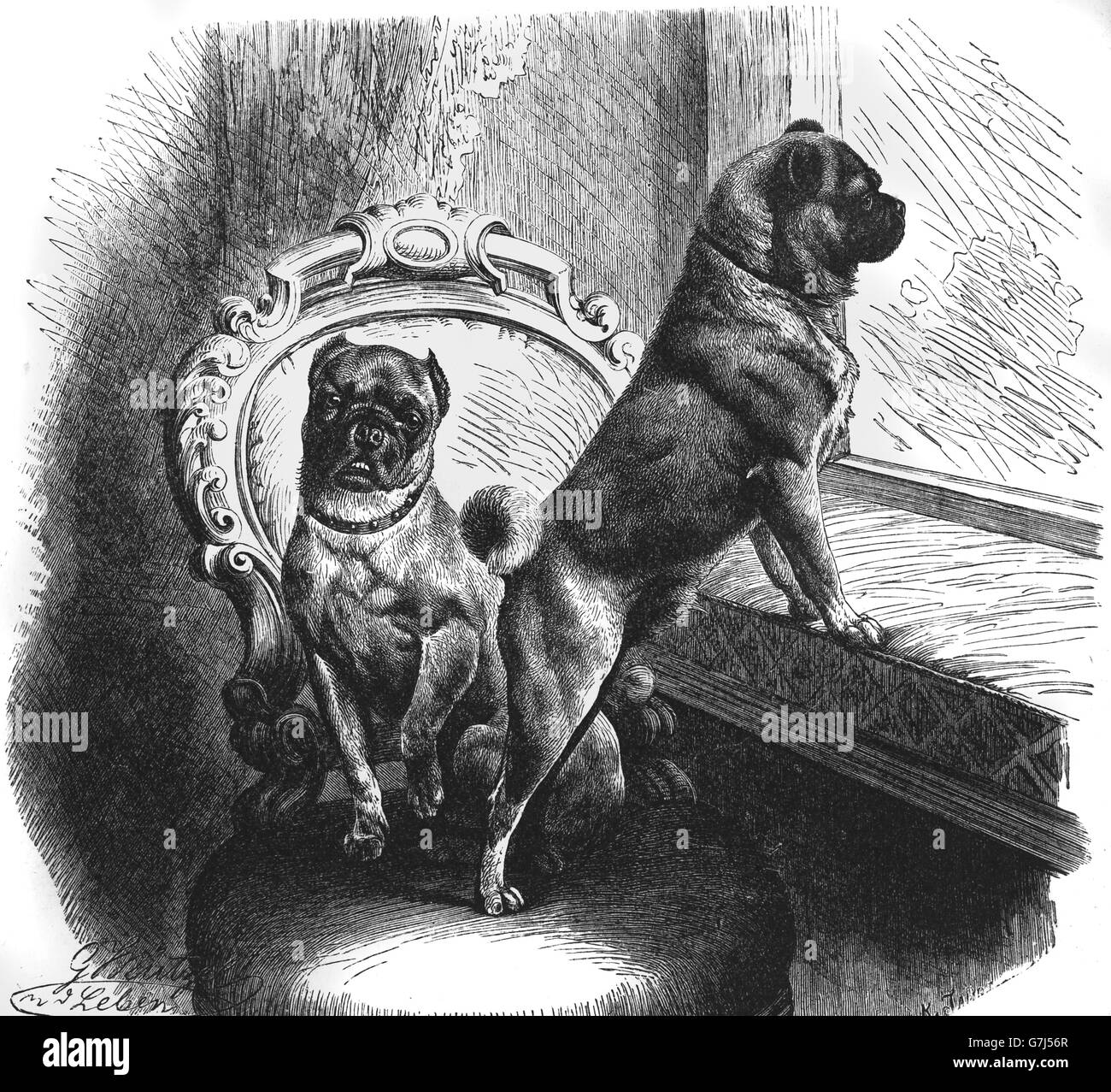 Race De Chien Pug Vadrouilles Carlin Illustration De