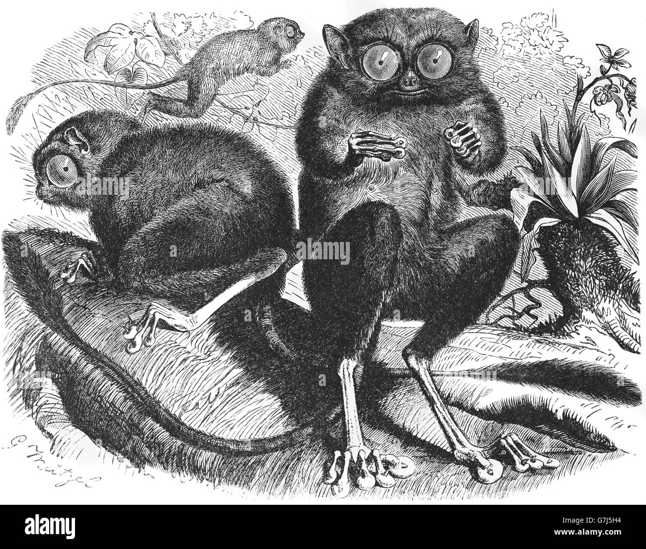 Tarsier Spectre, Tarsius spectrum, tarsier Tarsius, Primates, Tarsiidae, illustration de livre daté 1904 Banque D'Images