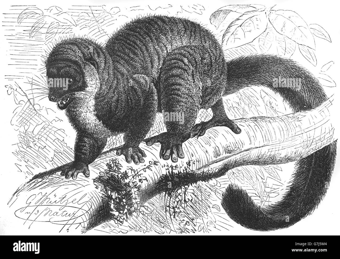 Lémurien Eulemur mongoz, mangoustes, primate, Strepsirrhini, Lemuroidea, Madagascar, Comores, illustration de livre en date du 19 Banque D'Images