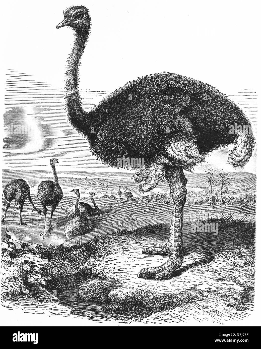 Autruche commune, Struthio camelus, illustration de livre daté 1904 Banque D'Images