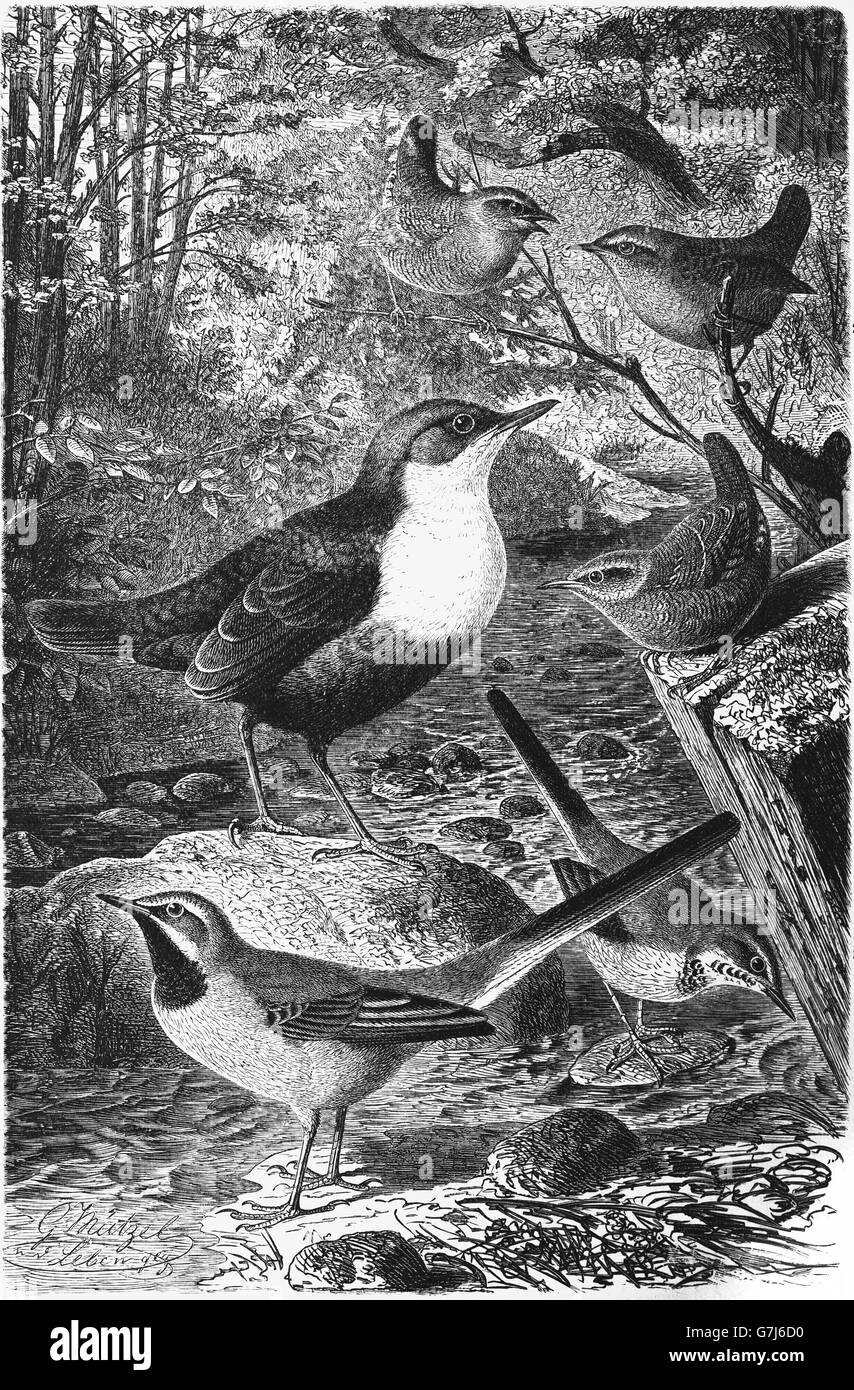 White-throated dipper, Cinclus cinclus, troglodyte mignon, Troglodytes troglodytes, bergeronnette, Motacilla cinerea Banque D'Images